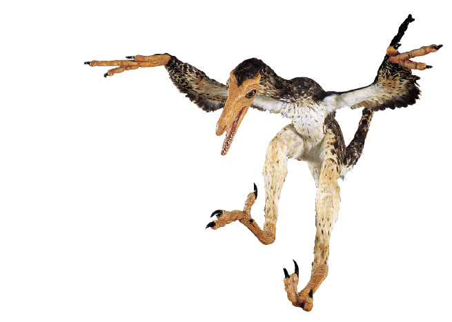 芝麻開門-鳥類與飛行