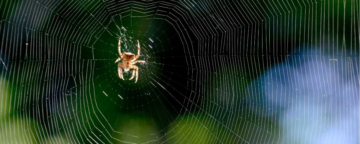 八腳獵人—蜘蛛