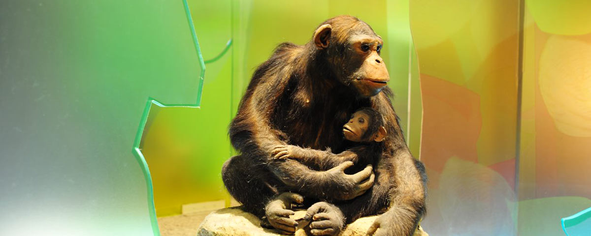 芝麻開門-哺乳動物的演化與適應