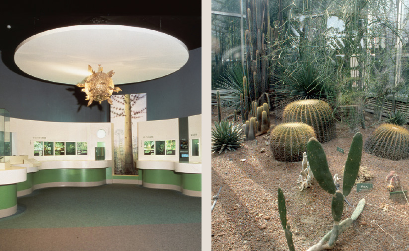 芝麻開門-植物的演化