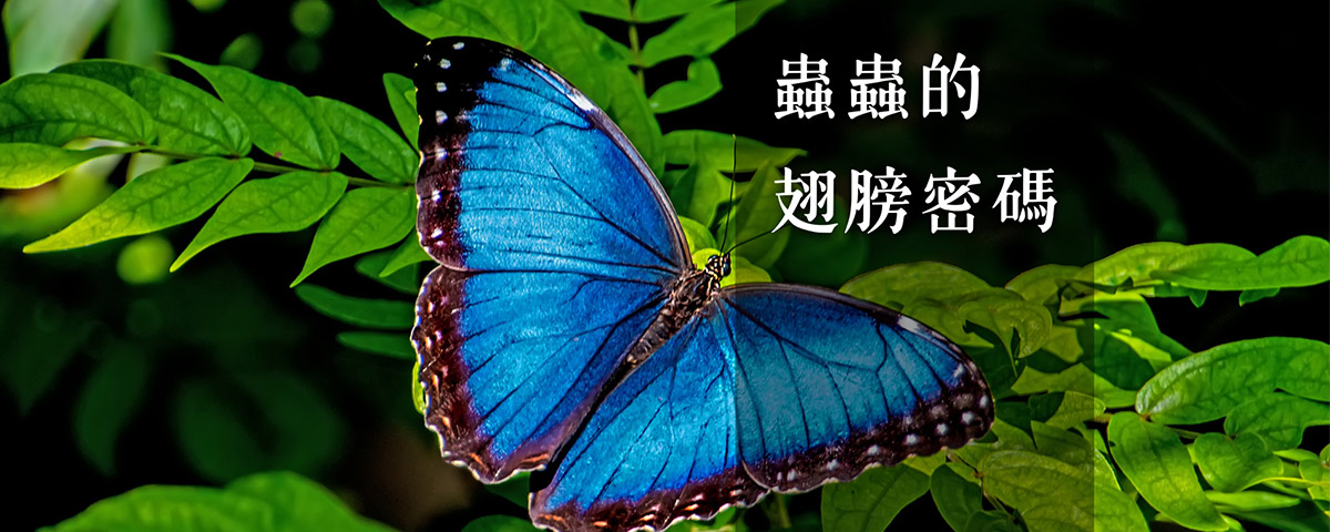 蟲蟲的翅膀密碼